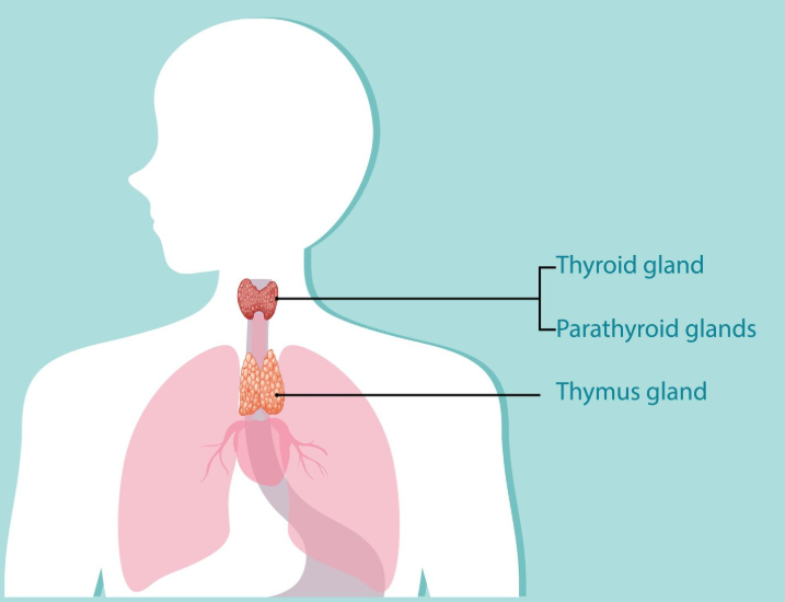 Hypo-thyroidism